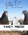 Fancy Pigeon (Dove)