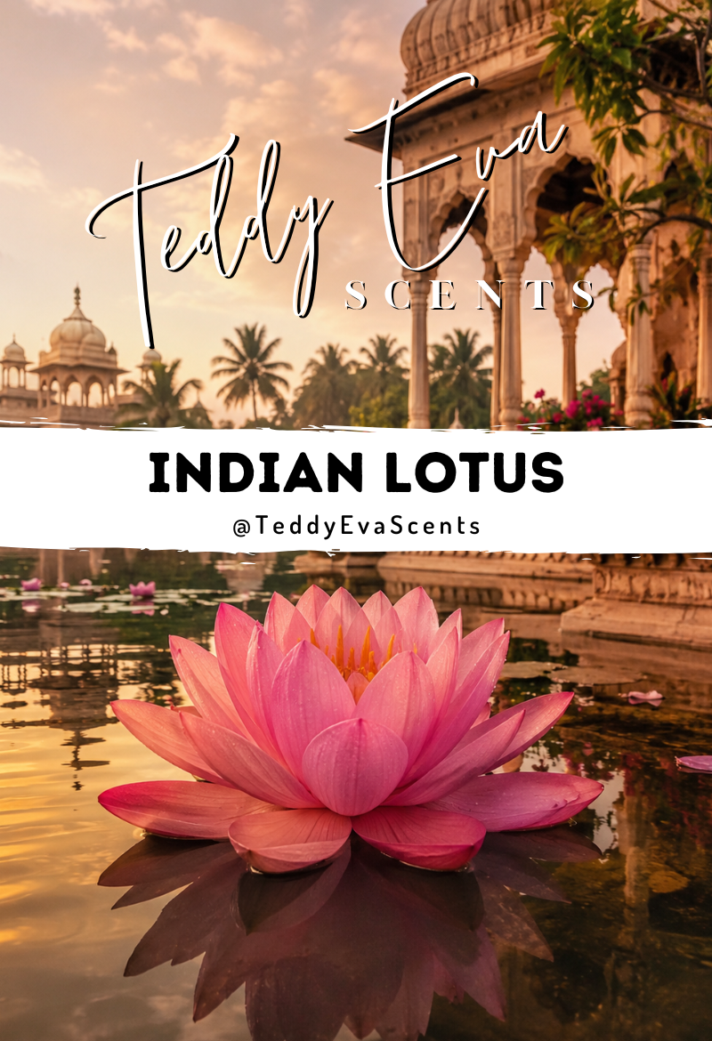 Indian Lotus