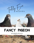 Fancy Pigeon (Dove)