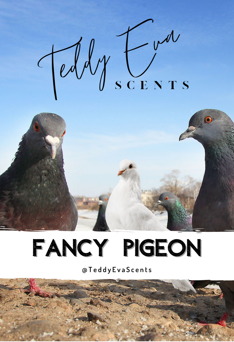 Fancy Pigeon (Dove) Teddy Clamshell